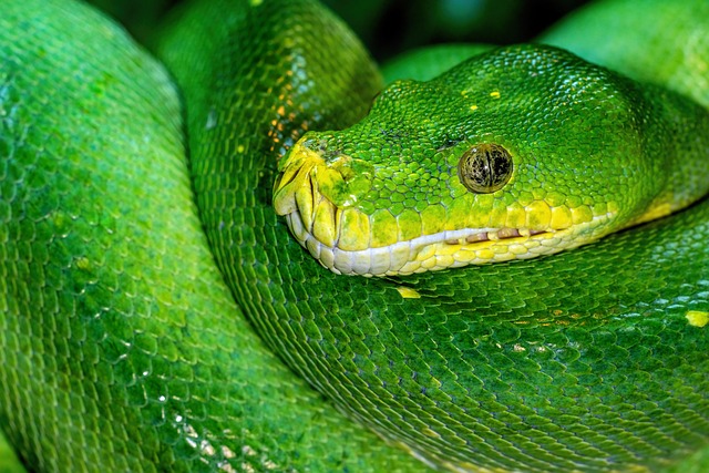 A Beginner's Guide to Automating Tasks with Python