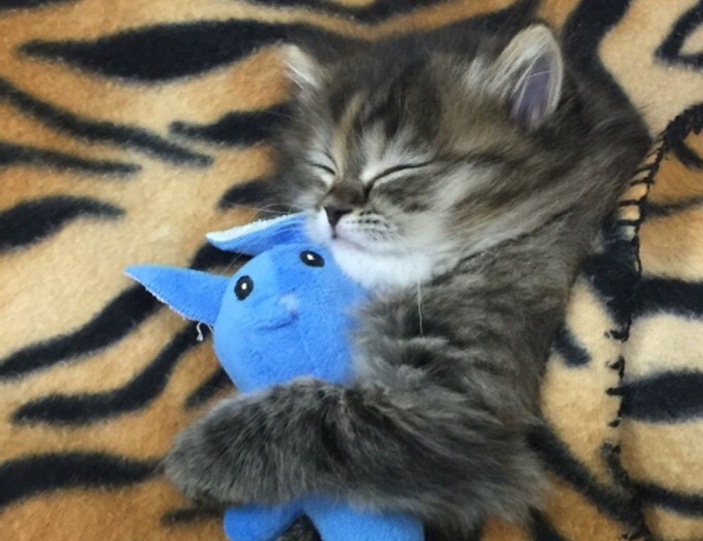 8tshare6a software download