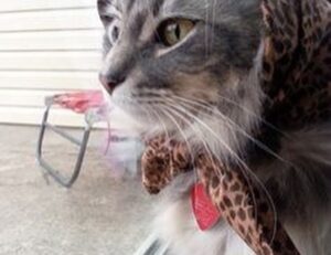 codes 8tshare6a python