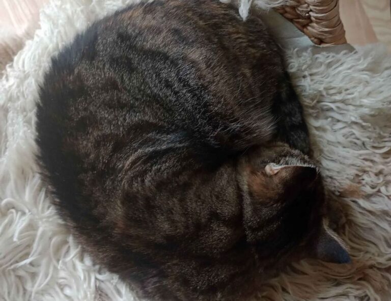 departure time fight sd1555958a