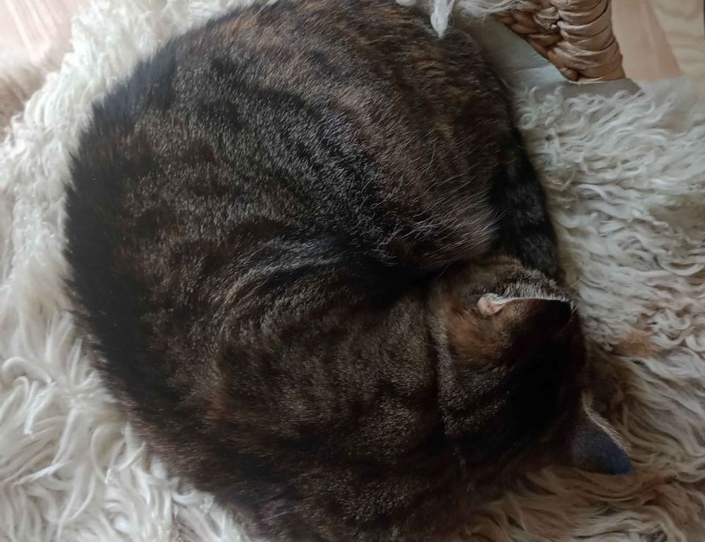 departure time fight sd1555958a