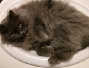 software 8tshare6a python