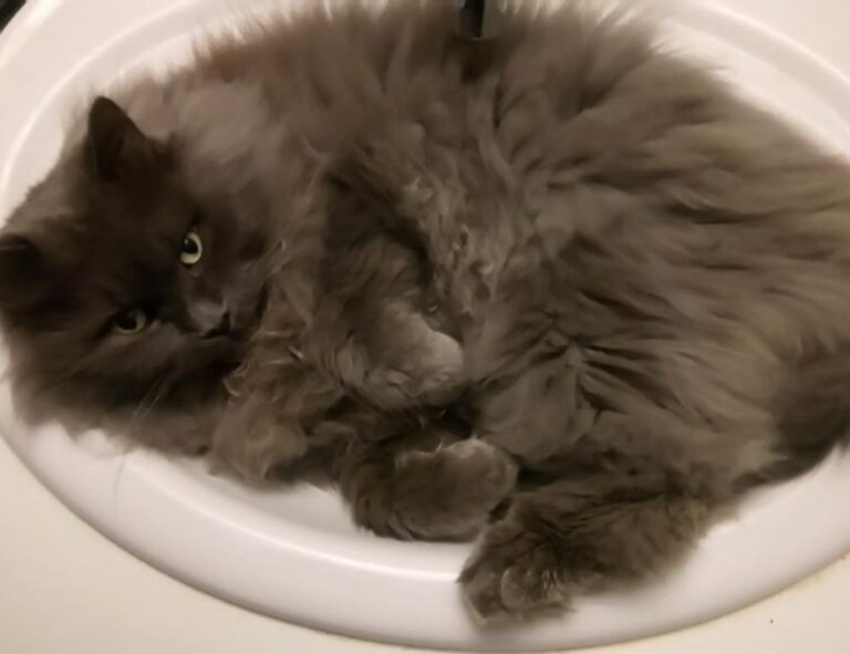 software 8tshare6a python