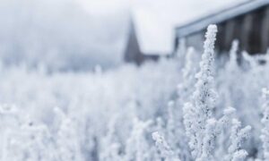 what is 8tshare6a python