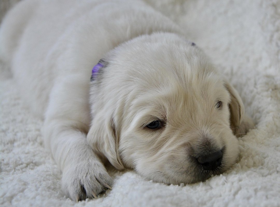 New Technology Roartechmental