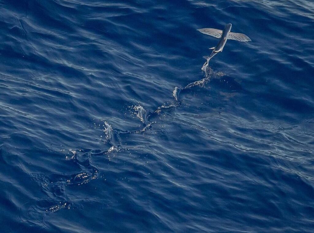 200 pesos mexicanos a pesos chilenos