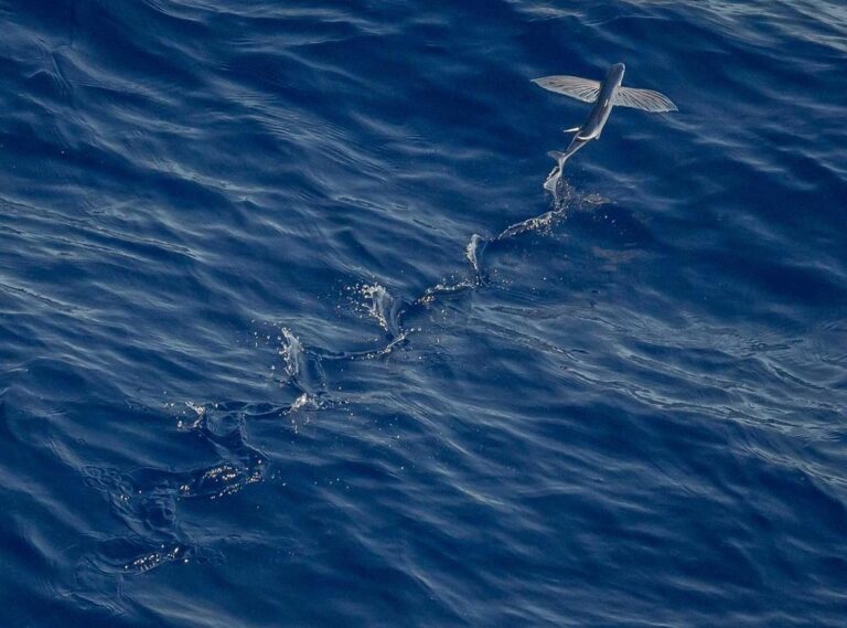 200 pesos mexicanos a pesos chilenos