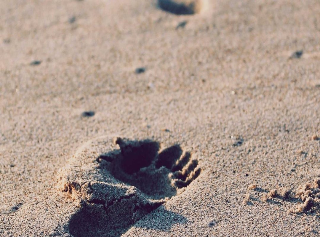 Step-by-Step Guide: How to Download and Install the APK