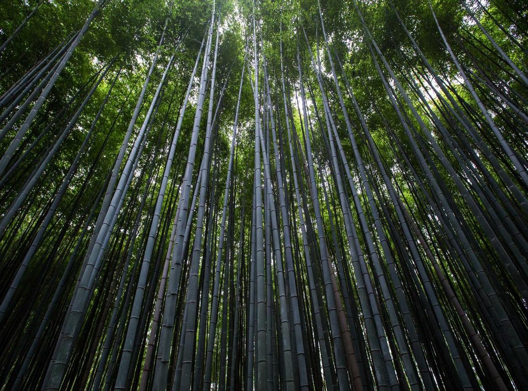 Viki vs. Kocowa: The Ultimate Showdown for Dedicated Fans