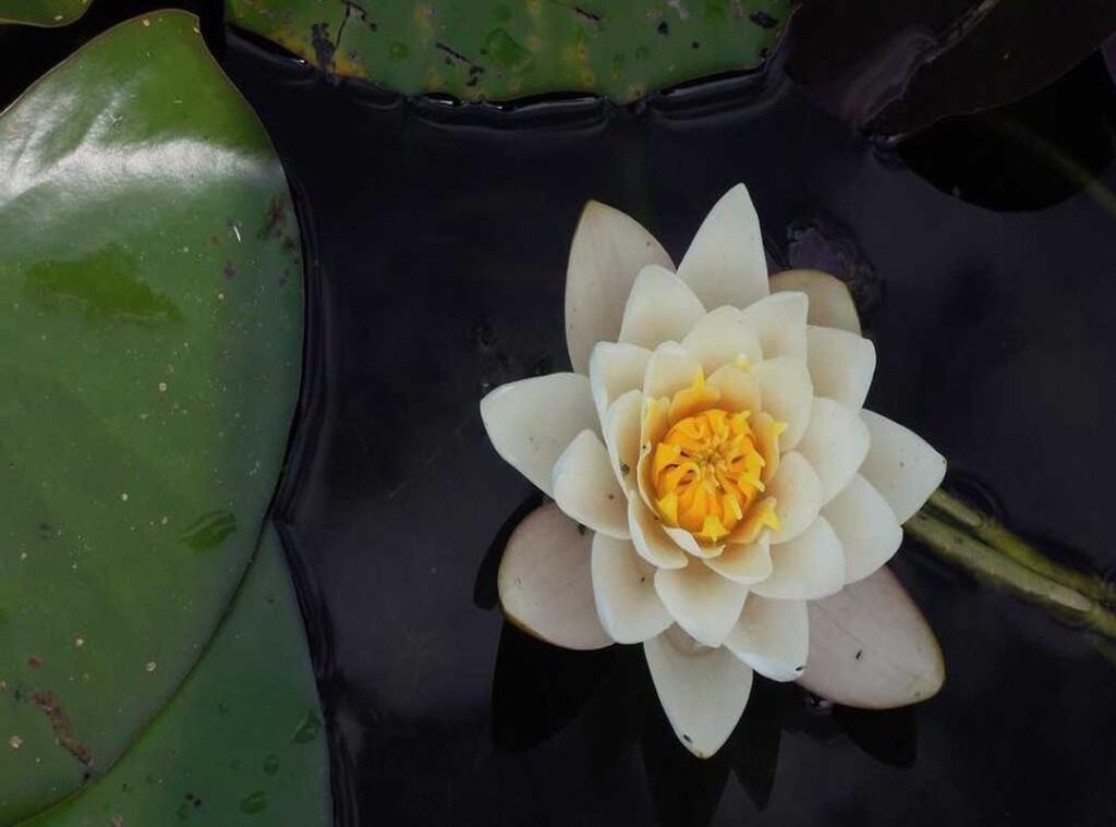 night shift at fazclaire's nightclub game jolt