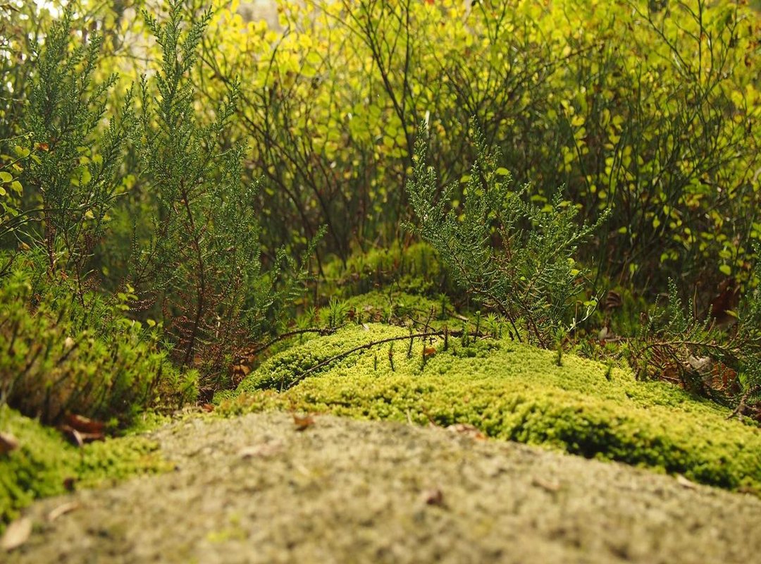 Free and Low-Cost Tricks for a Transparent Vibe